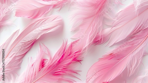 Pink feathers on white background. Template for banner background.