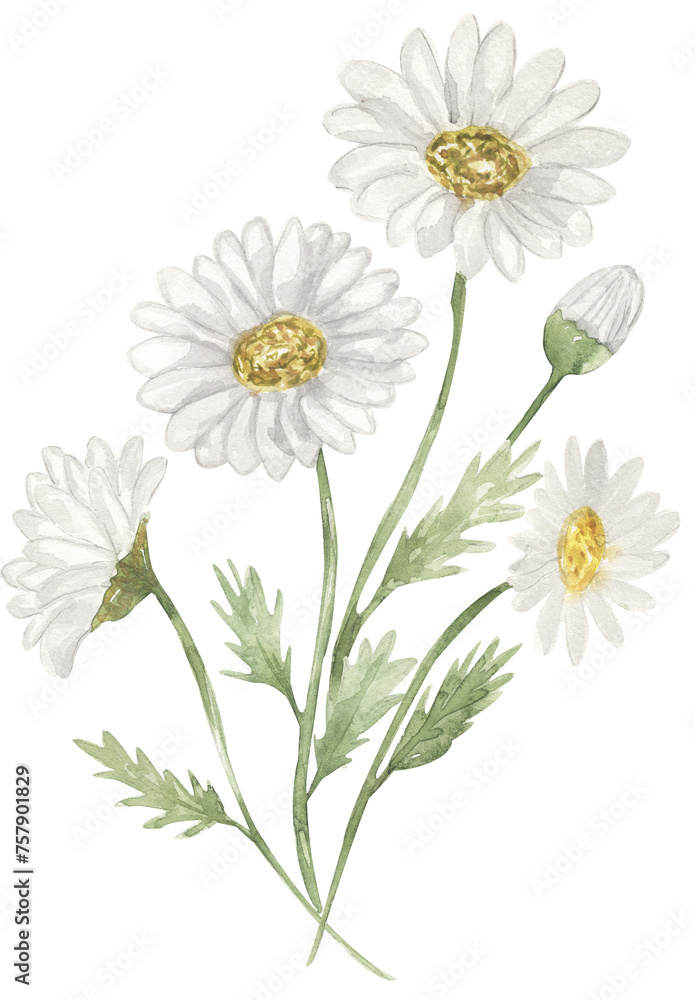 Fototapeta premium Watercolor meadow daisy florals bouquet illustration, chamomile wildflowers clipart, field flowers composition