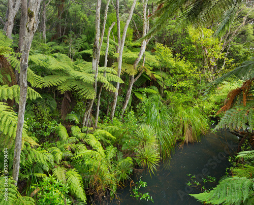 Baumfarne  Auckland Sentennial Park  Piha  Auckland  Nordinsel  Neuseeland