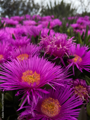 Flower lawn with purple flowers closeup