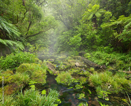 Regenwald  Omanawa Gorge  Bay of Plenty  Nordinsel  Neuseeland