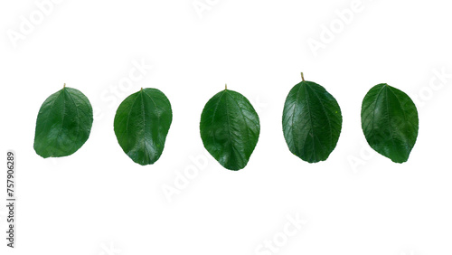 Five green herb leaf Isolated © Ka Iki