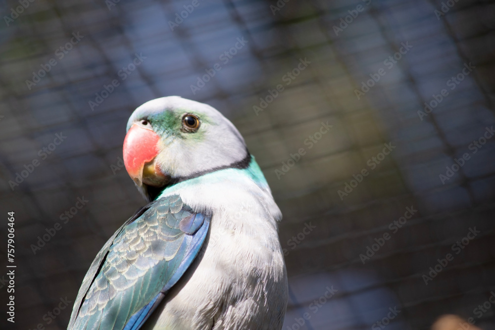 Fototapeta premium The Malabar parakeet, known also as the blue-winged parakeet, is a medium-sized parrot. 