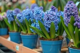Blue hyacinths in a flower shop. Spring flowers.