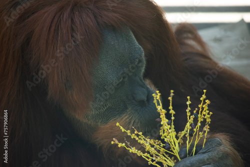 Slika na platnu Orangutans are the largest arboreal mammal, spending most of their time in trees
