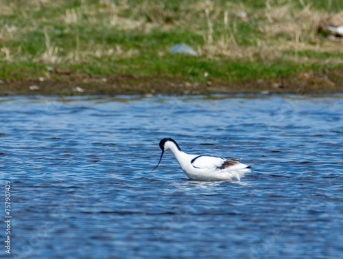 Pied Avocet in the water photo