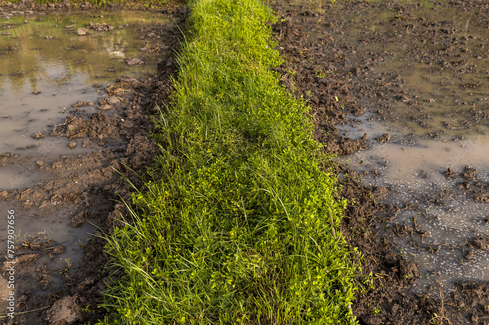 Narrow Green Grass Strip through Muddy Rice Field, Lombok, Indonesia, Asia Narrow Green Grass Strip through Muddy Rice Field, Lombok, Indonesia, Asia