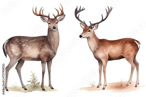 set background female male wild deer drawn white hand Noble animals Watercolor forest isolated