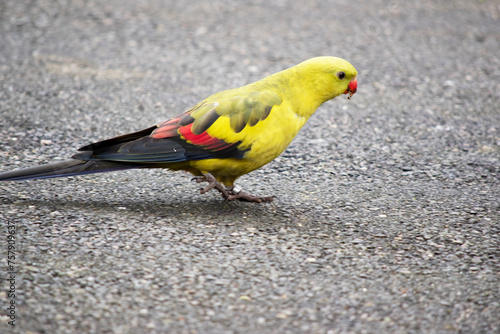 The female regent parrot is all light green. It has yellow shoulder patches and a narrow red band crosses the centre of the wings and yellow underwings photo