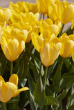 Tulip Yellow Purissima flowers in spring sunlight