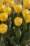 Tulip Golden Apeldoorn yellow flowers in spring sunlight