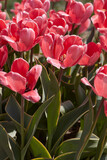 Tulip Design Impression pink flowers in spring sunlight