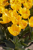 Tulip Sunny Prince yellow flowers in spring sunlight