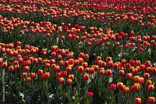 Tulip field, red and yellow flowers in spring sunlight