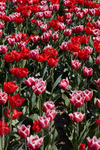 Tulip flowers in red and pink with white border colors texture background in spring sunlight