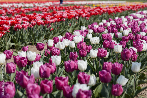 Tulip flowers in white, purple, red, pink colors and field in spring sunlight