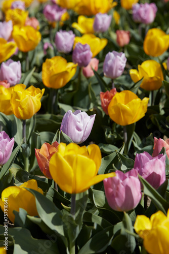 Dwarf tulip flowers in yellow, purple and pink colors texture background in spring sunlight