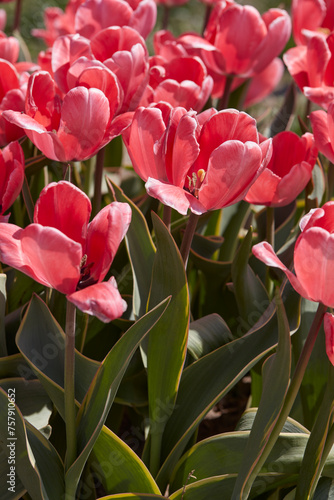 Tulip Design Impression pink flowers in spring sunlight