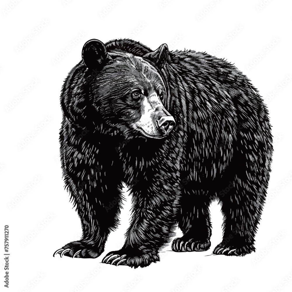 black and white illustration of a black bear black and white illustration of a black bear