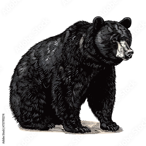 black and white illustration of a black bear