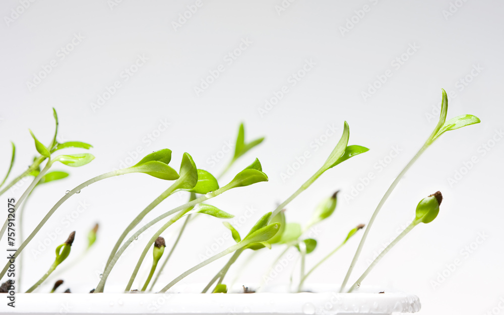 Young sprouts curves to light Young sprouts curves to light