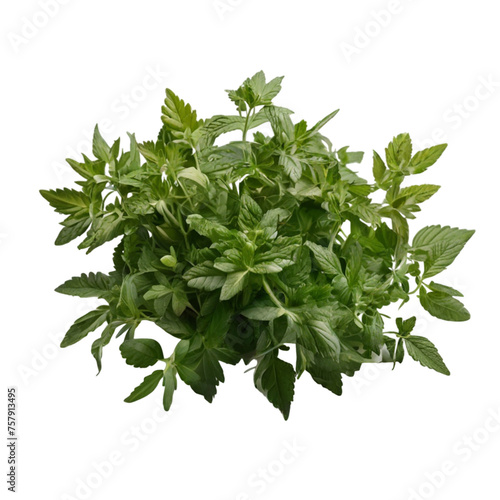 green herb, no background