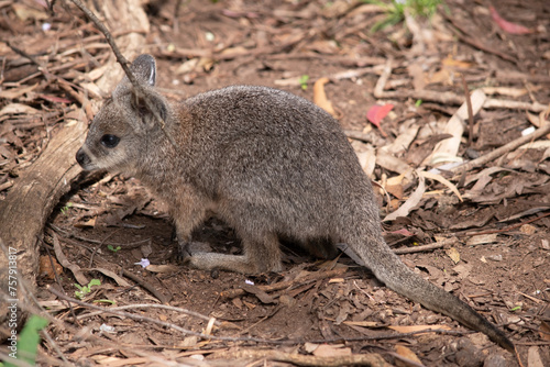 this is a joey tammar wallaby looking for food