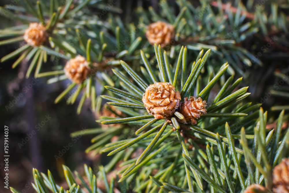Young spruce buds. Spring growth of spruce tree branches Young spruce buds. Spring growth of spruce tree branches