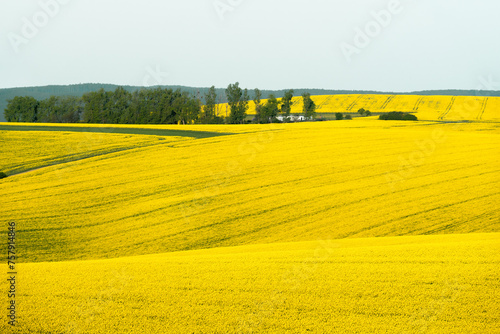 Rapeseed fields in Moravia region, in the Czech Republic