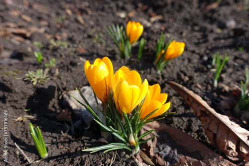 Honey yellow crocuses with five flowers in February