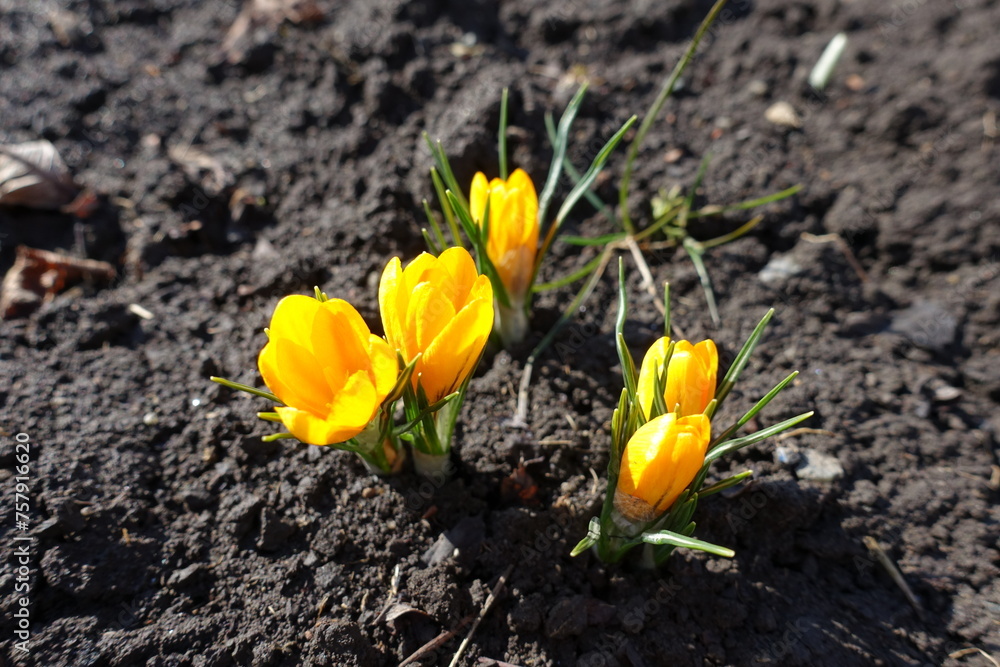 Opening flowers of five yellow crocuses in February Opening flowers of five yellow crocuses in February