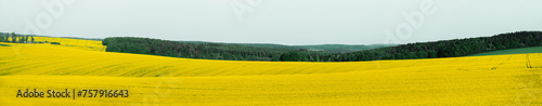 Rapeseed fields panorama image, in Moravia, Czech Republic