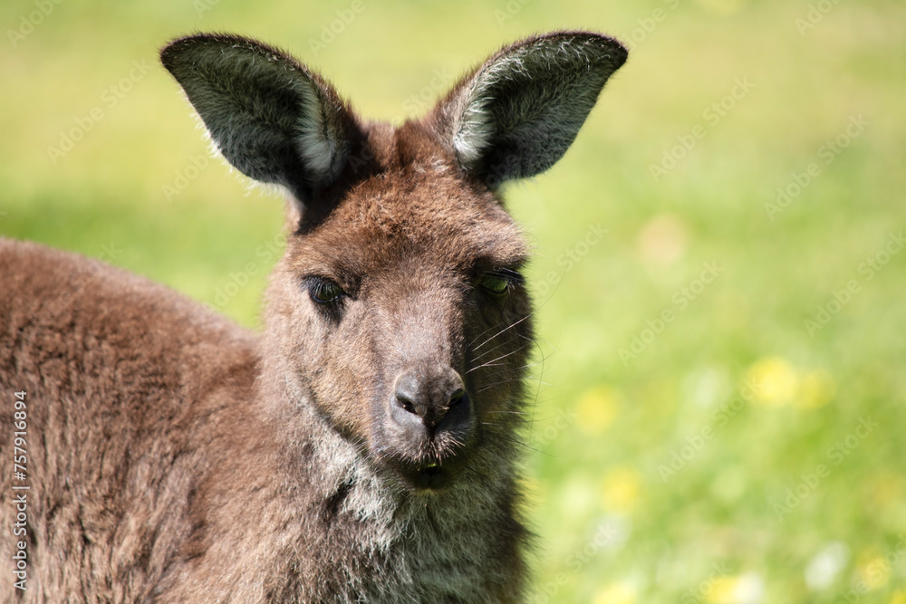 Fototapeta premium the western grey kangaroo is in a field of clover