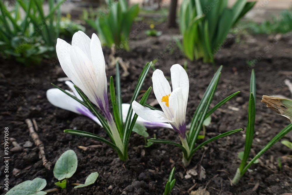 Closeup of white flowers of Crocus vernus in April Closeup of white flowers of Crocus vernus in April