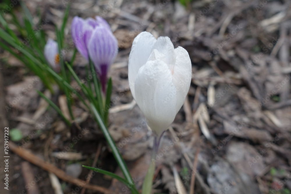 Macro of white flower of Crocus vernus in April Macro of white flower of Crocus vernus in April