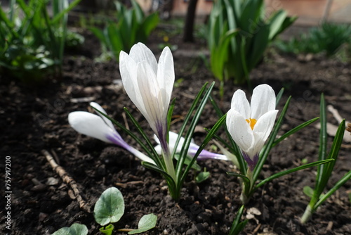 Group of three white flowers of Crocus vernus in April