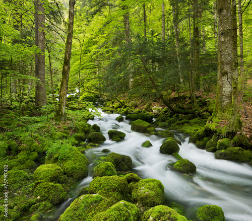 moosbedeckte Steine, Zufluss der Orbe, Vallorbe, Waadt, Schweiz