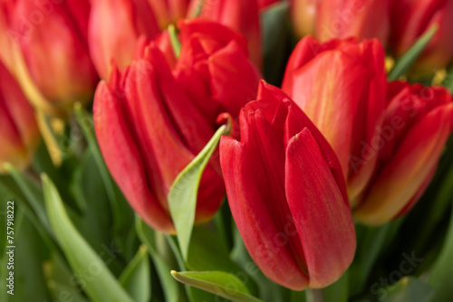 Bouquet of tulips  vibrant red flowers  spring celebration  floral arrangement.