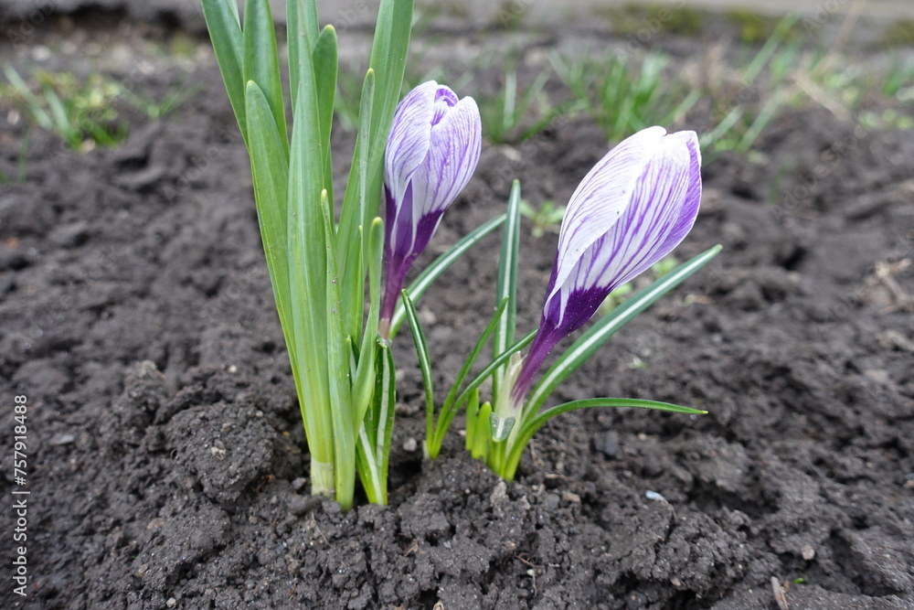 2 purple and white striped flowers of Crocus vernus in April 2 purple and white striped flowers of Crocus vernus in April