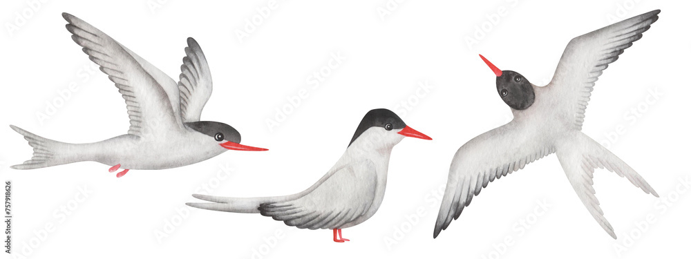 Obraz premium Watercolor set of illustrations. Hand painted arctic terns with white wings, feathers, red beak and black head. Flying seabirds with spread wings. Seagull, sterna. Bird in the air. Isolated clip art