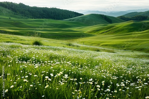 A green landscape with of Daisies field.