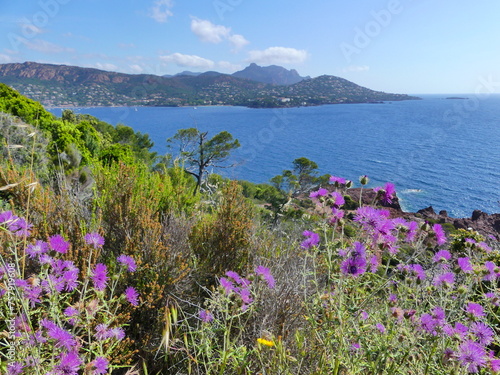 Fototapeta Naklejka Na Ścianę i Meble -  Paysage naturel de l'Esterel en Côte d'Azur