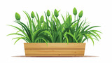 Long low flowerpot with small green herbaceous plant