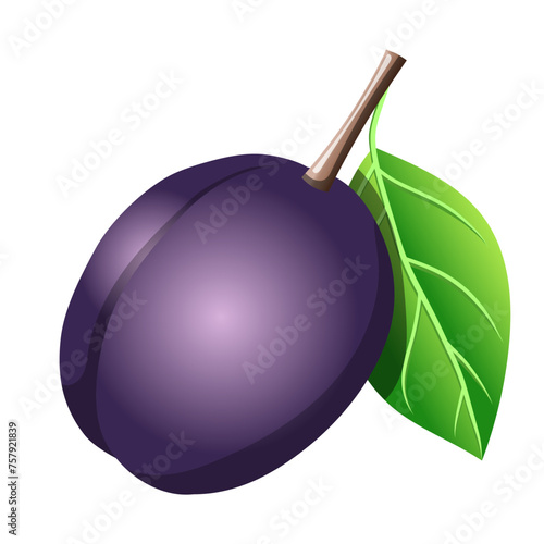 Realistic plum fruit illustration. Isolated food clipart