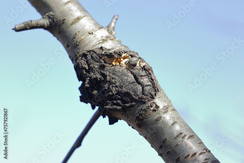 Fotografie Bacterial canker of trees
