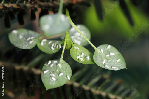 Numerous whiteflies on the lower side of the leaves. Visible eggs and white waxy secretions. photo