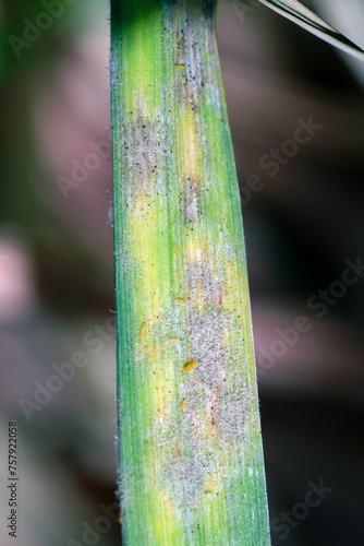 Thrips feeding on powdery mildew on wheat leaf. Yellow larvae visible. photo