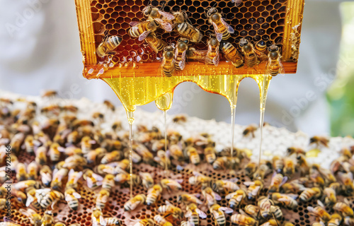 frame with honeycombs, bees and honey in the hands of a beekeeper in an apiary close-up