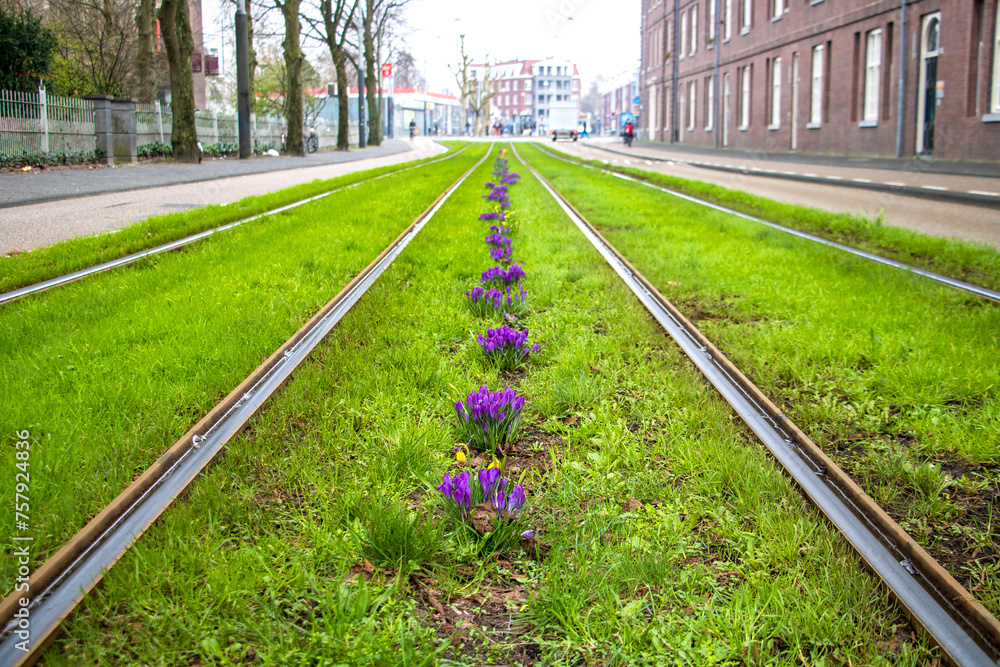 Fototapeta premium Tram rails in perspective with grass around on Sarphatistraat in Amsterdam in winter