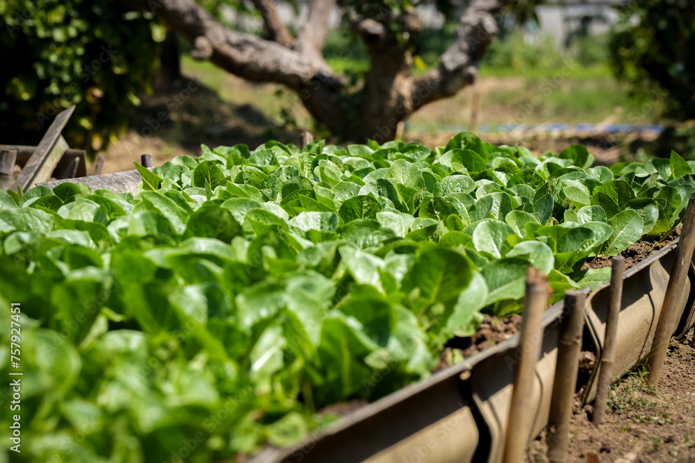 home grown vegetable is good hobby or job that can make it small for exercise or big farm to be business .it has all benefit home grown vegetable is good hobby or job that can make it small for exercise or big farm to be business .it has all benefit